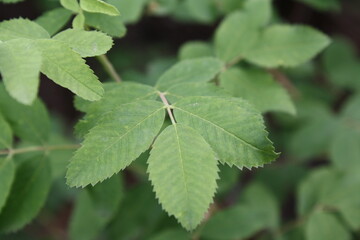 leaves on a tree