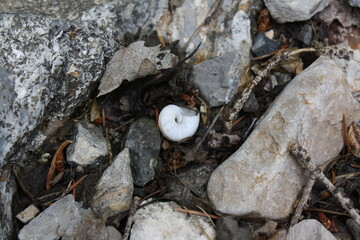 snail shell on the ground