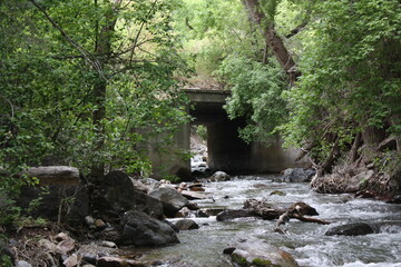 channel in the forest