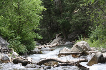 stream in the forest