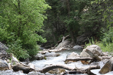 stream in the forest