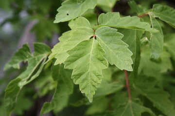 close up of green leaves