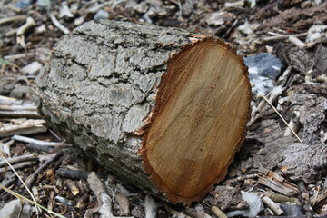 cut of wood