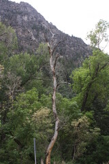 pine tree in the mountains