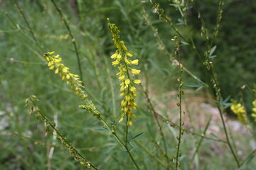 grass and flowers