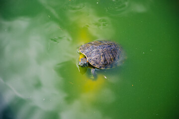 Pond slider or red-eared turtle.A group of wild turtles in the lake. Turtles swim on the surface of green water.