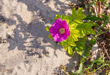 Blooming alive rose growing in a dry sand desert beach. Rosa rugosa Thunb. Beach rose, Japanese rose, Ramanas rose, or letchberry