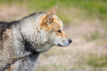Close up of white and brown  wild sled dog in Sisimiut, Greenland on 16 July 2022