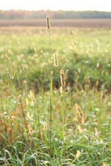 wheat field in spring