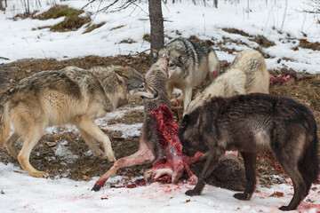 Grey Wolf Pack (Canis lupus) Tugs and Pulls on White-Tail Deer Carcass Winter