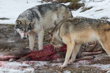 Grey Wolf (Canis lupus) Watches Second Sniff at Ribs of Deer Carcass Winter