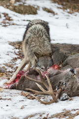 Grey Wolf (Canis lupus) Noses Into Deer Carcass Winter