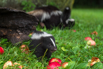 Striped Skunk (Mephitis mephitis) Kit Stands Near Log Mouth Open Summer