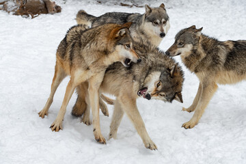 Grey Wolves (Canis lupus) Snap and Snarl at Each Other Winter