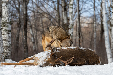 Grey Wolf (Canis lupus) Eyes Over White-Tail Deer Carcass Winter