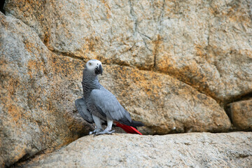 Parrot Jaco close-up on the background of the wall. Wildlife. Place for advertising.