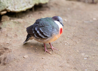 The Luzon blood-breasted chicken dove is an exotic bird. ball shaped bird