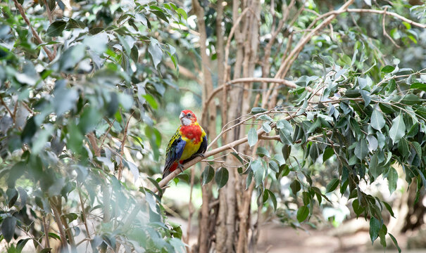 Parrot on a tree, Platycercus eximius. Rosella, Eastern rosella brightly colored bird