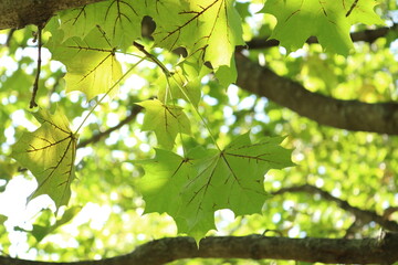 green leaves in the sun