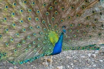 Obraz premium Peacock with spread wings.