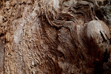 Wood Texture