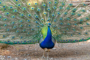 Obraz premium Peacock with spread wings in front view.