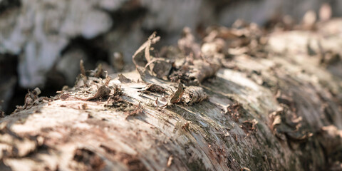 Logging birch trunk with curly bark close up. Forestry industry.