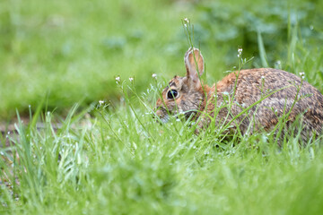 Rabbit Hiding in the Grass