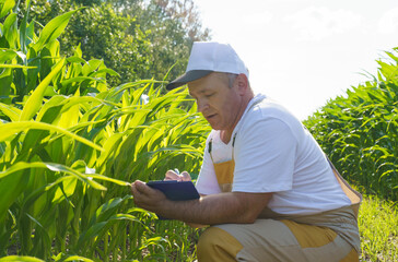 A farmer inspects a field with growing corn, writes data to a tablet.