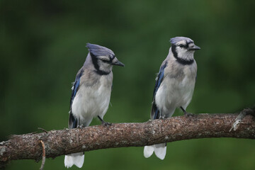 blue jay on a branch, two, interacting, on summer day with treed background
