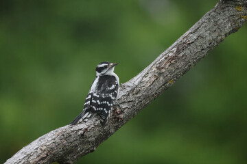 Female Downy woodpecker on branch with feathers fluffed up