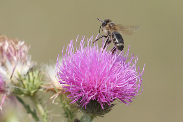 Honeybee taking off of pink prickle on bright summer day