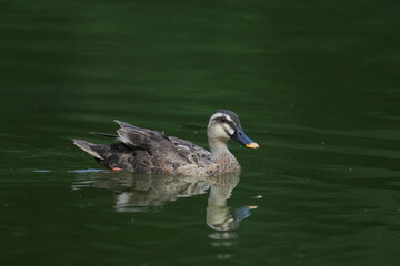 eurasian spot billed duck in a pond