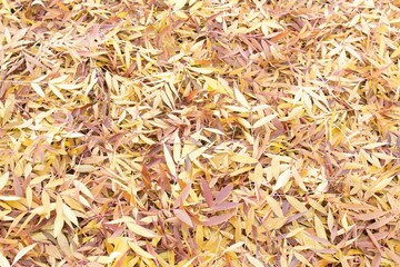 leaves background