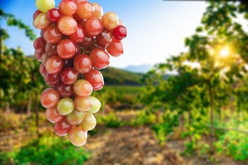 Tasty fresh young grapes in vineyard background
