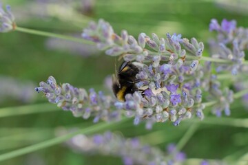 lavender honey