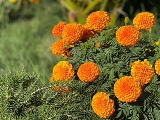 Marigold orange flowers in the garden.