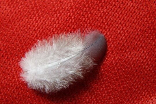 Pluma de pichòn de paloma mensajera color gris y blanco con cuerpo algodonoso suave y la punta en gris oscuro, forma un bello y original diseño natural con fondo rojo texturado en puntos