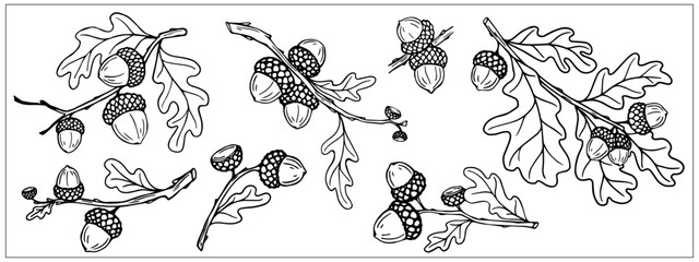Collection of oak tree branches with leaves and acorns.Vector graphics. © Катерина Якубович