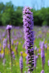 Prairie blazing star wildflowers with many in the background at Camp Pine Woods in Des Plaines, Illinois