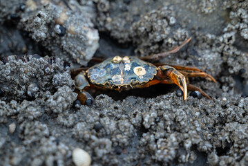 Closeup of a blue sea crab hiding between the rocks during the low tide of the sea and waiting for the bay. 
