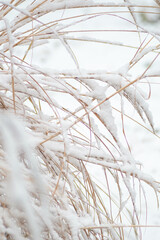 Snow on tall long dried grass in winter texture