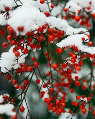 Snow on red berries at winter