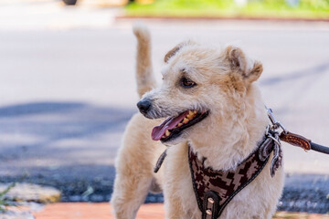 Happy dog on the street watching people passing
