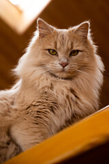 Fluffy orange cat standing on stairs looking at camera, from below