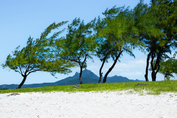 trees on the beach, Mauritius