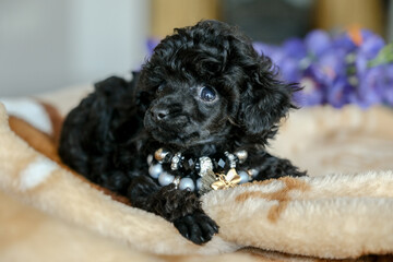 The best holiday gift for a child. Love for dogs. The appearance in the family of a puppy of a black poodle.