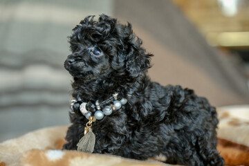 The best holiday gift for a child. Love for dogs. The appearance in the family of a puppy of a black poodle.
