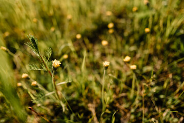 beautiful flowers on a summer meadow, amazing nature