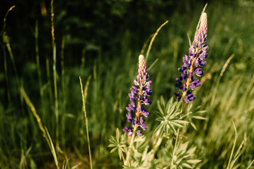 beautiful flowers on a summer meadow, amazing nature